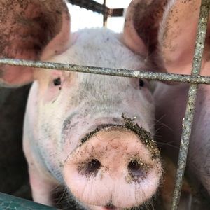 Meet your Posher, Zoe